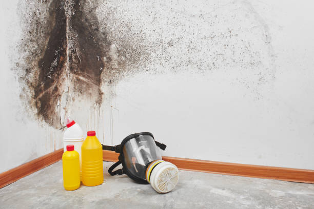 Best Black Mold Removal  in Ahoskie, NC