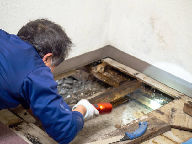 Best Residential Mold Removal  in Ahoskie, NC