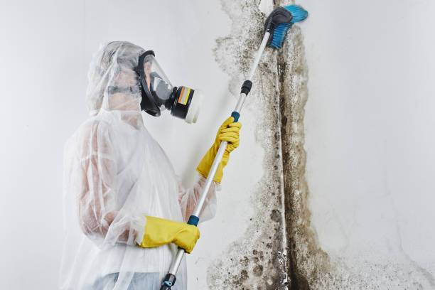 Best Professional Mold Removal  in Ahoskie, NC