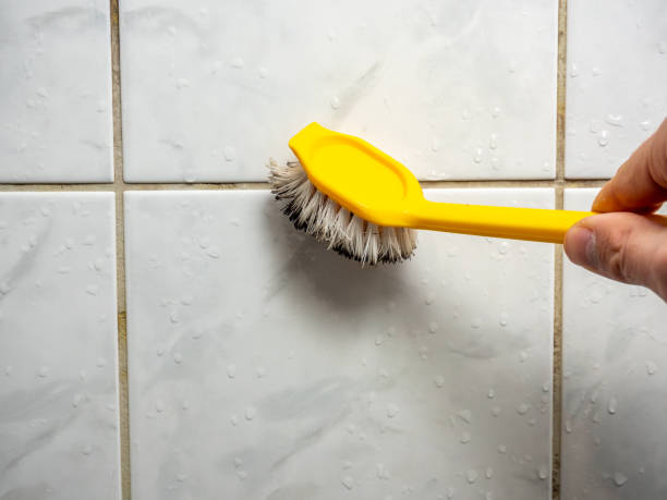 Professional Mold Removal in Ahoskie, NC