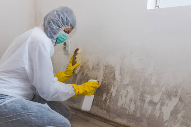 Best Attic Mold Removal  in Ahoskie, NC