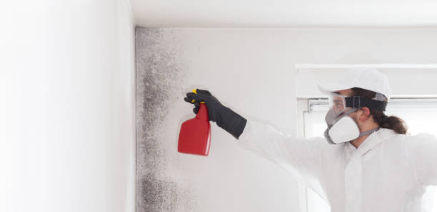 Best Attic Mold Removal  in Ahoskie, NC