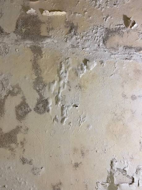 Best Mold Inspection  in Ahoskie, NC